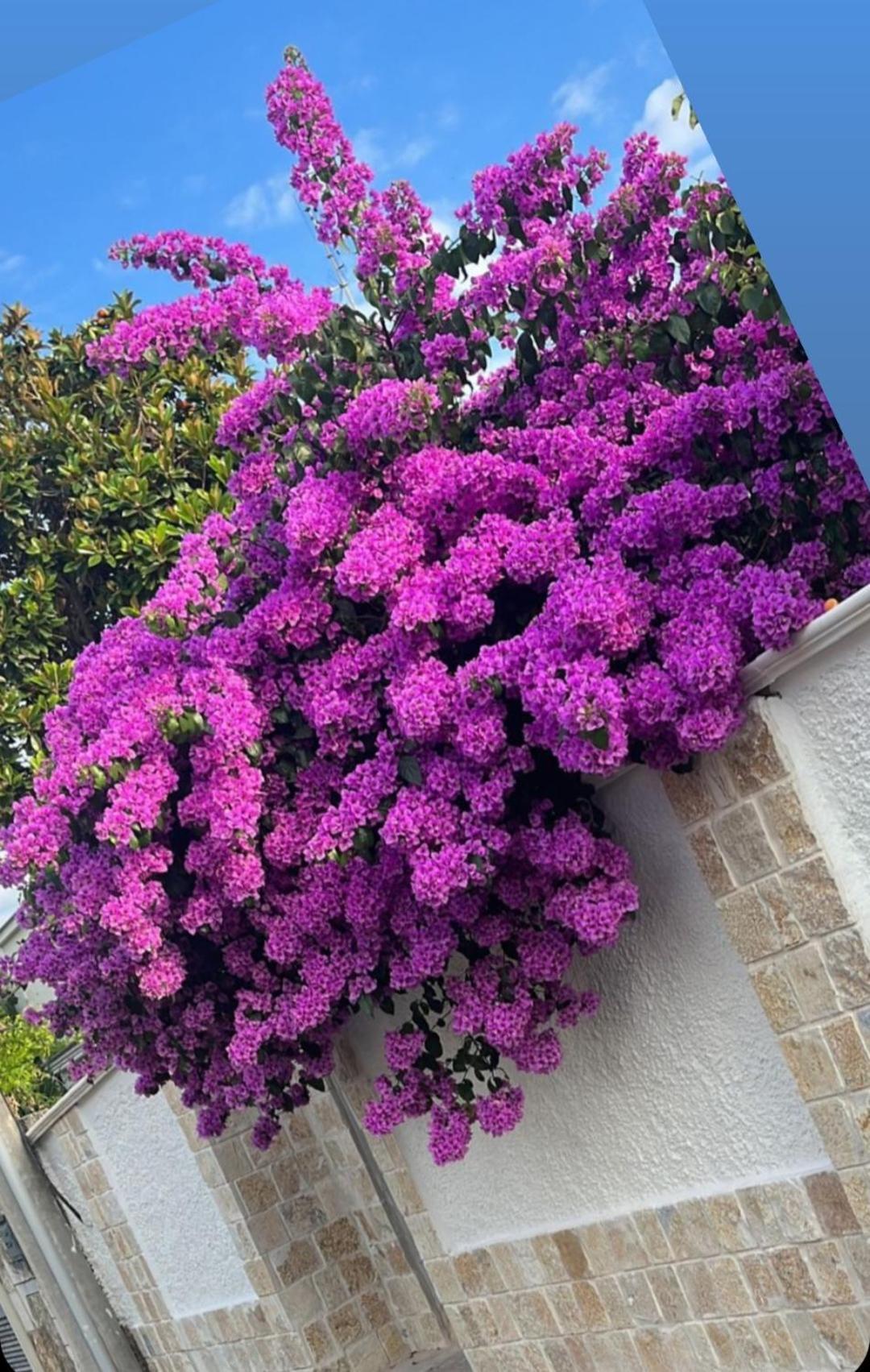 Villa Guajira Bari Exteriör bild